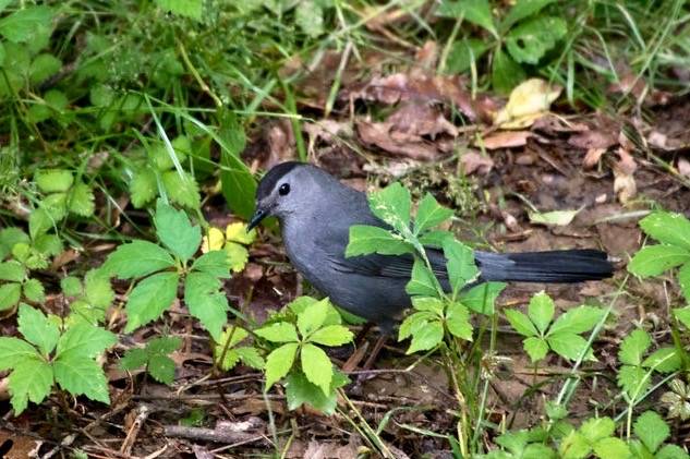 Gray Catbird 05-20-2018 05 by Athazen is marked with CC0 1.0